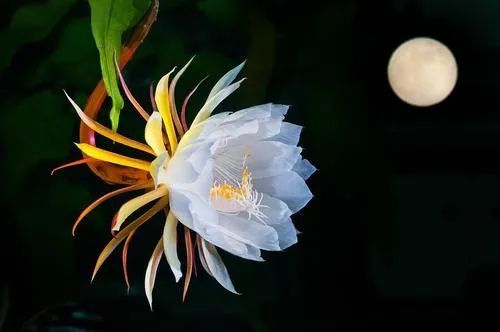 元好问|中国人不曾变心