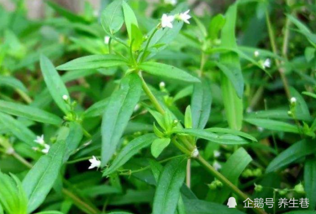 民间良药 白花蛇舌草 的妙用 草药 金银花 白花蛇舌草 解毒