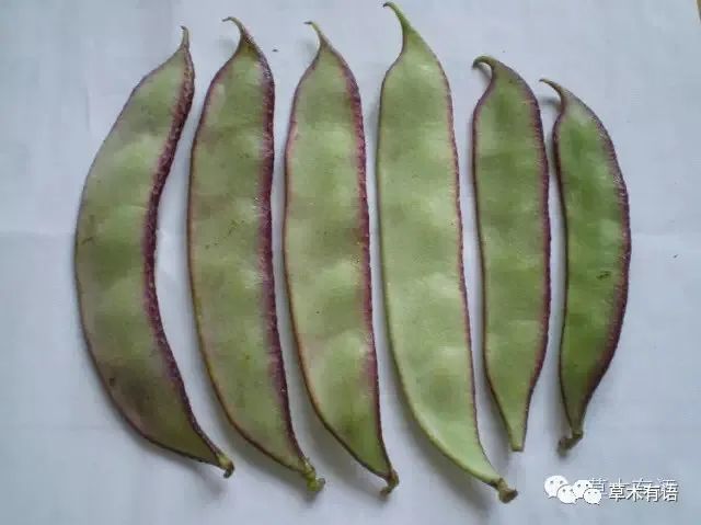 为了吃到羊眼豆我翻过了草垛