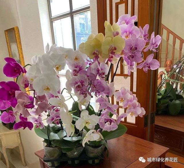 蝴蝶兰的中心叶片腐烂 新根系一直往天上长 还能长出新芽吗 蝴蝶兰 盆栽 多肉
