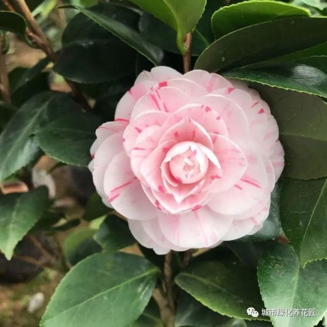 第一次网购茶花盆栽 黑毛根 比 白毛根 多 有毛病吗 腾讯网