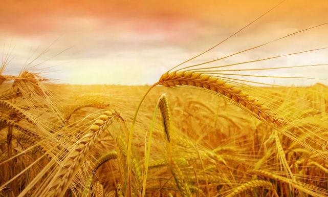 丰收季——收获满满,不负韶华