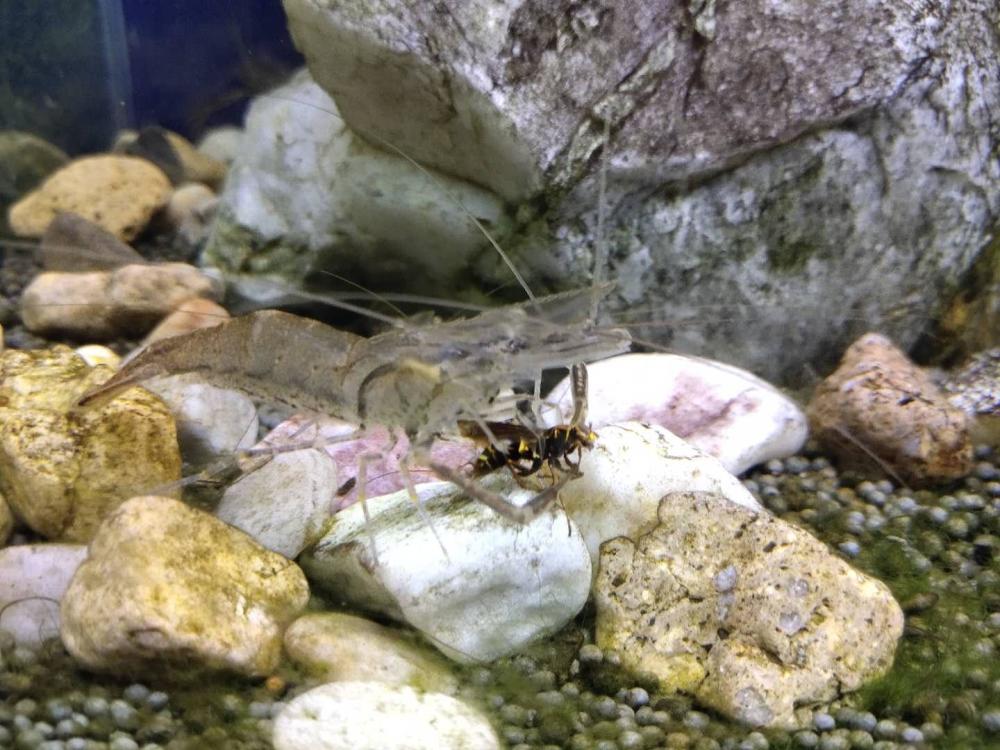 大眼贼|这才是真正的大眼贼，在鱼缸里祸害无穷，大的可以搬上餐桌