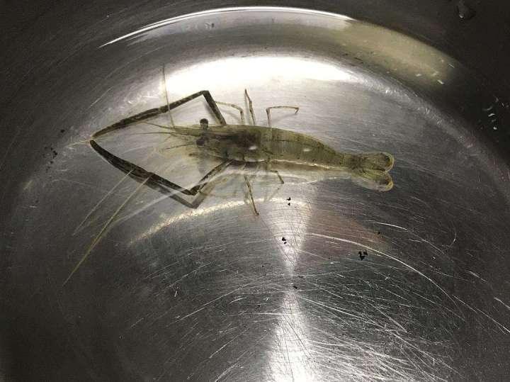 大眼贼|这才是真正的大眼贼，在鱼缸里祸害无穷，大的可以搬上餐桌