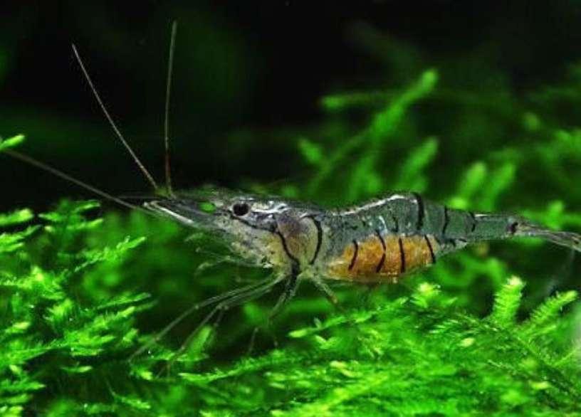 大眼贼|这才是真正的大眼贼，在鱼缸里祸害无穷，大的可以搬上餐桌