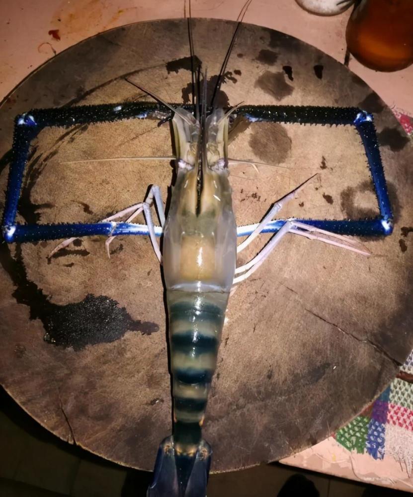 大眼贼|这才是真正的大眼贼，在鱼缸里祸害无穷，大的可以搬上餐桌