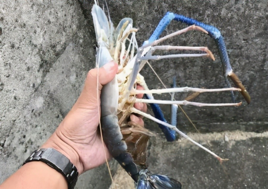 大眼贼|这才是真正的大眼贼，在鱼缸里祸害无穷，大的可以搬上餐桌