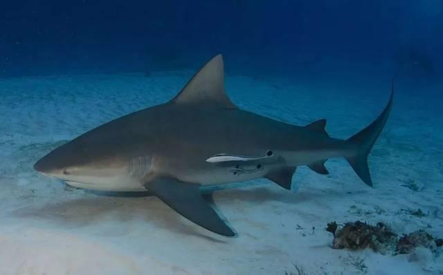 2米牛鲨张嘴咬人!美国男重伤血染大海,孕妻立刻跳水救丈夫上岸_腾讯新