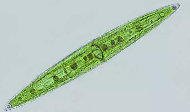 快来看,西湖里有个"水底森林"_腾讯新闻