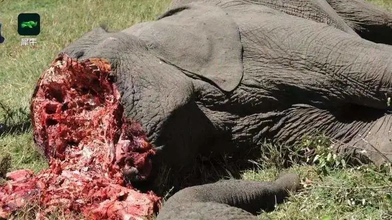 这位祖国大妈在非洲屠杀了400头大象