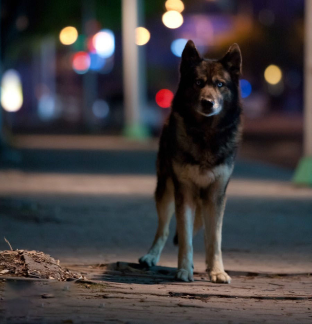 嚎叫 无论是狼还是狗 都不是人类可以肆意利用的工具 恩英 尚吉 嚎叫