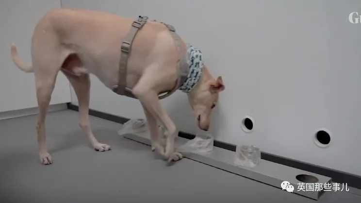 芬兰|芬兰用狗筛查新冠！几秒测出，准确率高达100％！