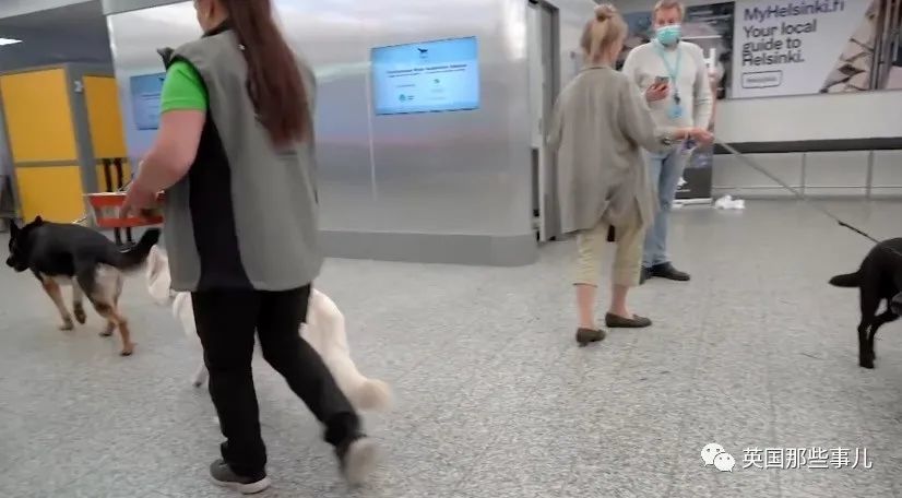芬兰|芬兰用狗筛查新冠！几秒测出，准确率高达100％！