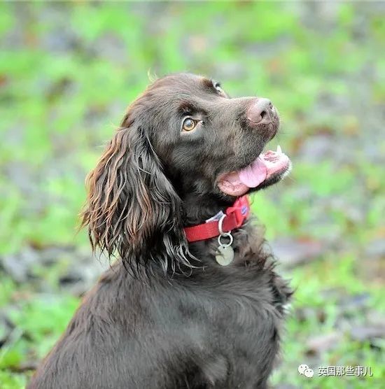 芬兰|芬兰用狗筛查新冠！几秒测出，准确率高达100％！