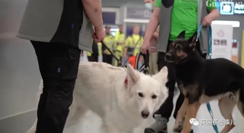 芬兰|芬兰用狗筛查新冠！几秒测出，准确率高达100％！