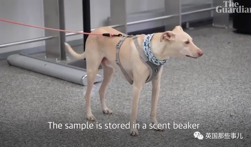 芬兰|芬兰用狗筛查新冠！几秒测出，准确率高达100％！