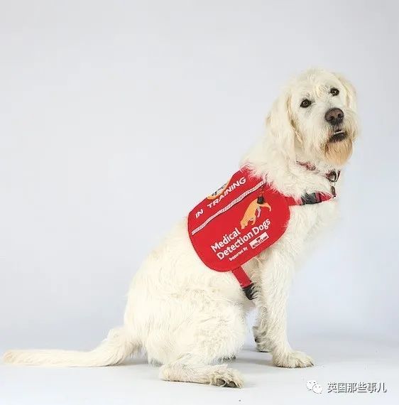 芬兰|芬兰用狗筛查新冠！几秒测出，准确率高达100％！