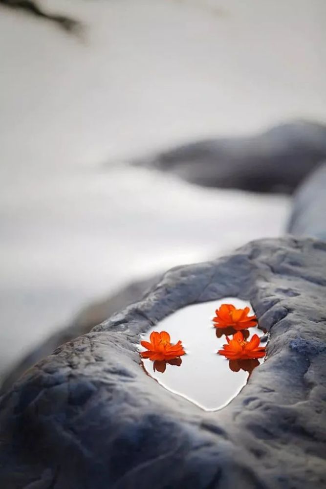 萧雨涵|【当代诗人咏秋天·第二季】萧雨涵 卷