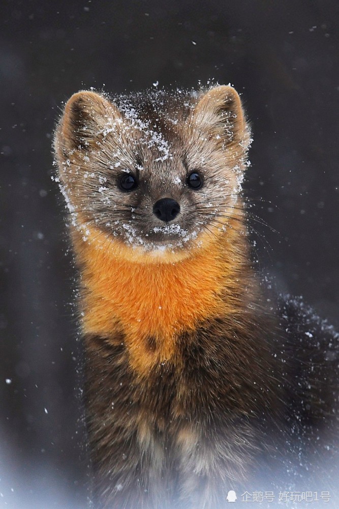 貂是一种什么样的动物