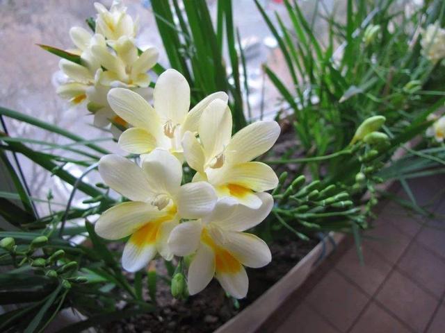 做好盆栽香雪兰的养护要点，开花更多香气