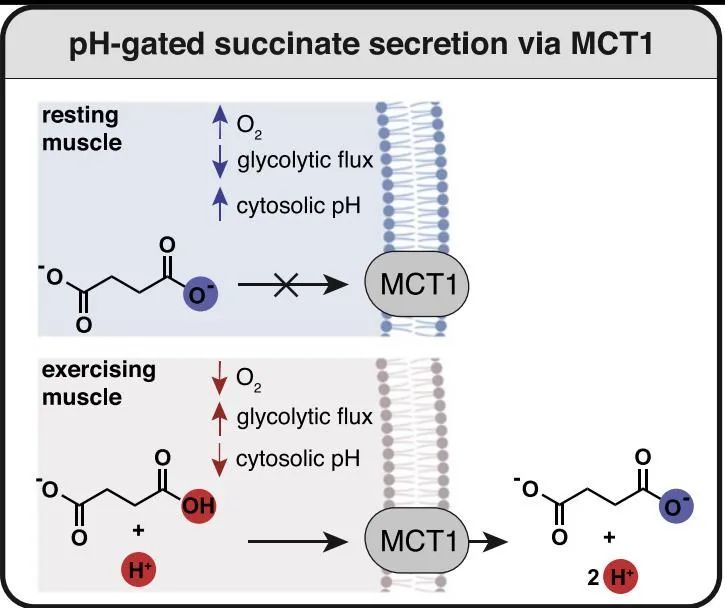 细胞|肌肉是怎么练出来的？CELL：琥珀酸调节运动时肌肉的重塑