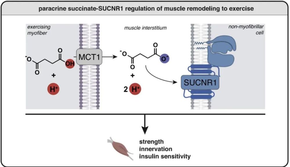 细胞|肌肉是怎么练出来的？CELL：琥珀酸调节运动时肌肉的重塑