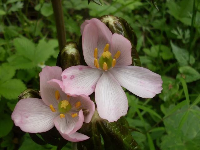 太白七药的"八大金刚"|太白七药|桃儿七|三七