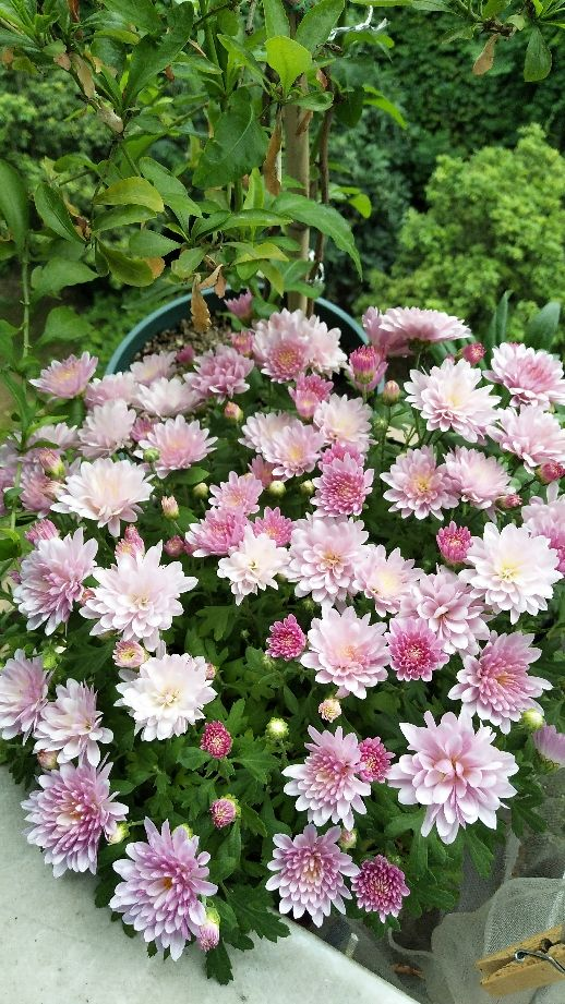 夏菊开过一茬花，赶紧修剪，还能继续开！