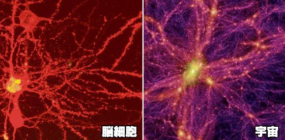 宇宙|宇宙是某个生命体的大脑？科学家：可能是真的，但它还未发育