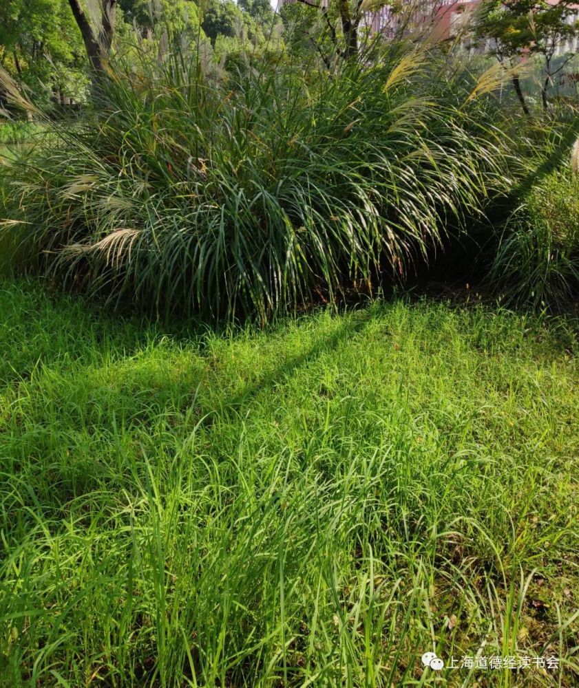 地球|我们就拿人类跟植物来比一比：这两者对地球、对生态有何不同？
