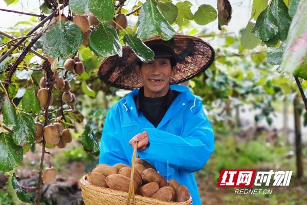 高坪鄉:獼猴桃產業帶領群眾脫貧致富奔小康