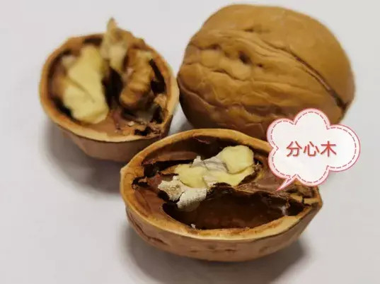 核桃的分心木作用很大