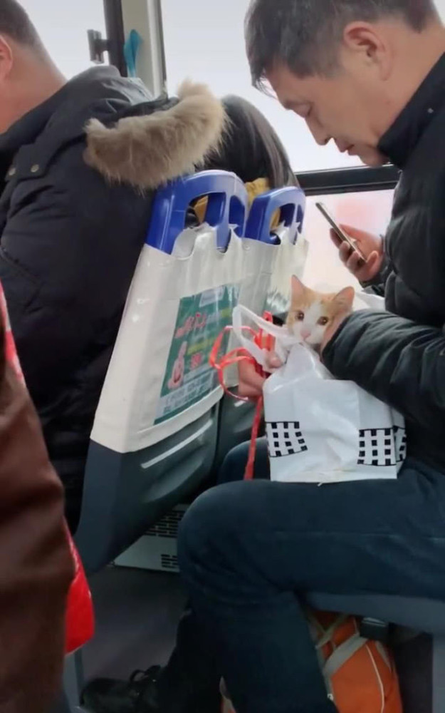 猫包|公交车上传来猫叫声，一转头却被萌到了：太可爱了吧？