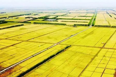 东北地区|“北大荒”为何要退耕还“荒”？