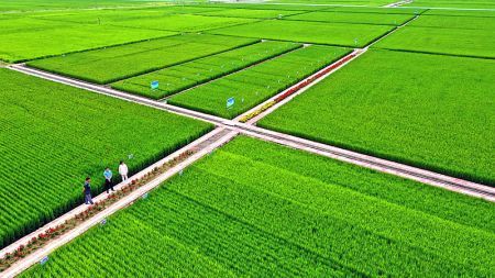 东北地区|“北大荒”为何要退耕还“荒”？