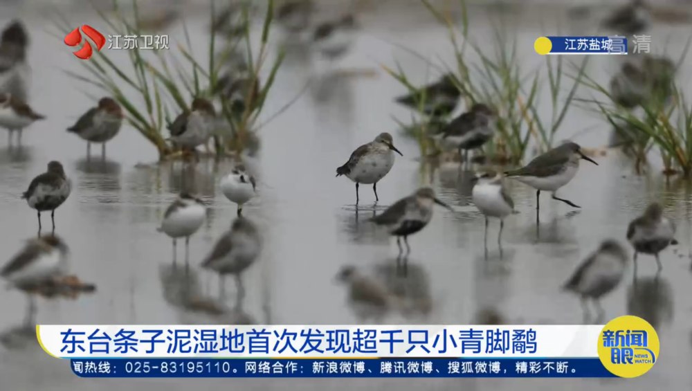 江苏盐城|罕见！上千只濒危小青脚鹬现身江苏盐城，分析：我国环境越来越好