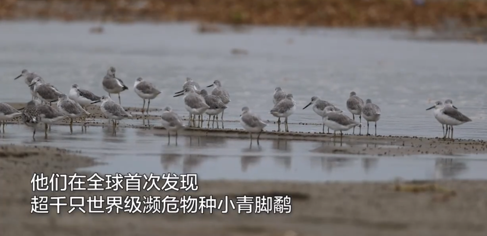 江苏盐城|罕见！上千只濒危小青脚鹬现身江苏盐城，分析：我国环境越来越好