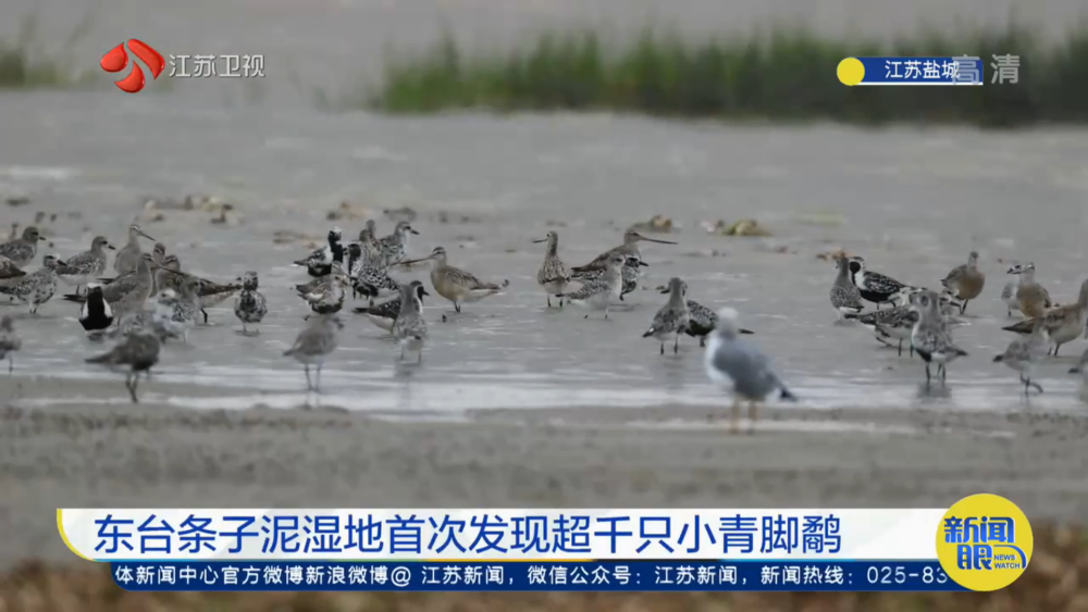 江苏盐城|罕见！上千只濒危小青脚鹬现身江苏盐城，分析：我国环境越来越好