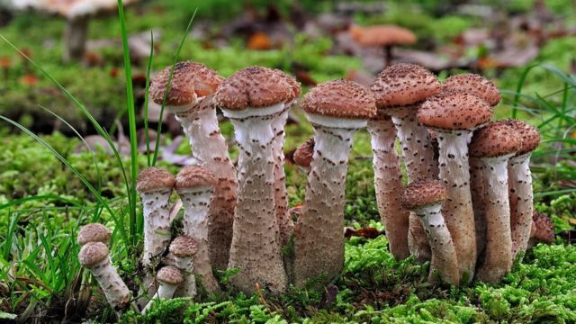 念珠藻|发菜被列入国家一级保护植物，但实际上发菜不是植物，是为什么？