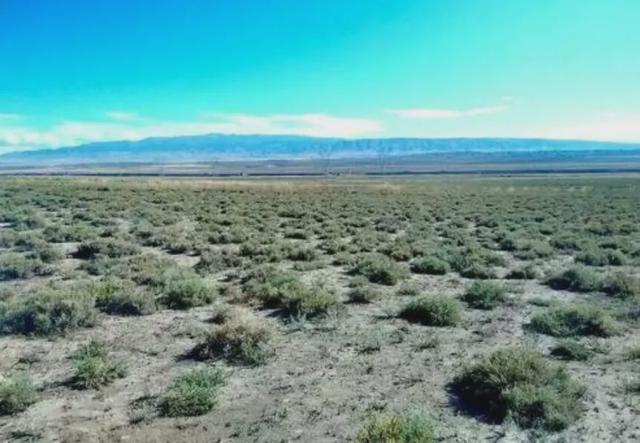 念珠藻|发菜被列入国家一级保护植物，但实际上发菜不是植物，是为什么？