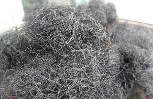 念珠藻|发菜被列入国家一级保护植物，但实际上发菜不是植物，是为什么？