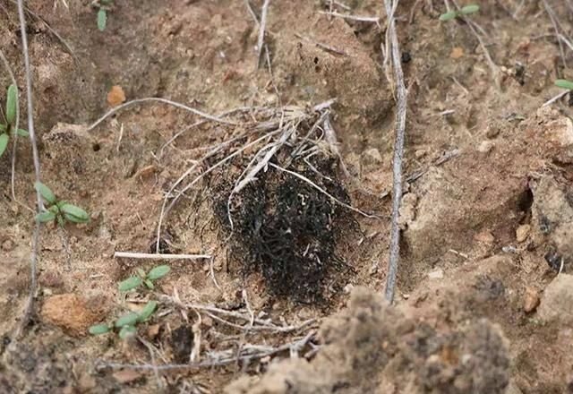 念珠藻|发菜被列入国家一级保护植物，但实际上发菜不是植物，是为什么？