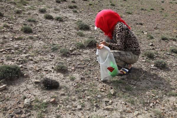 念珠藻|发菜被列入国家一级保护植物，但实际上发菜不是植物，是为什么？