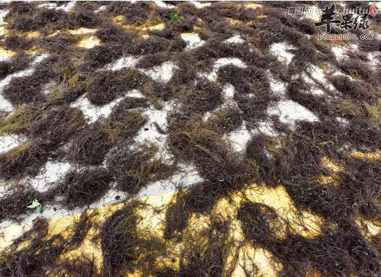 念珠藻|发菜被列入国家一级保护植物，但实际上发菜不是植物，是为什么？