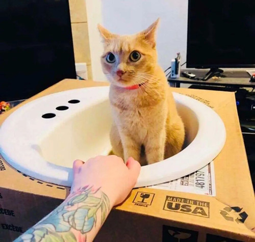 猫窝|猫咪总是喜欢待在洗手池里，主人干脆买了个新的给它用：太宠了