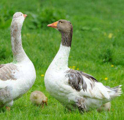 资深养殖户浅谈蛋鹅养殖方法,简单易学,大家可以来看一看