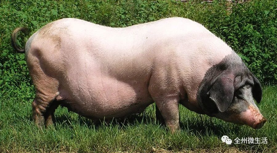 【舌尖全州】看看这人气爆棚的火热品尝现场,就知道东山土猪肉的味道