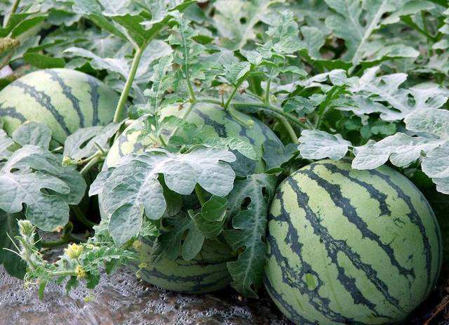 蔬菜|乾隆皇帝为什么能在过年时吃上新鲜水果蔬菜？答案在这