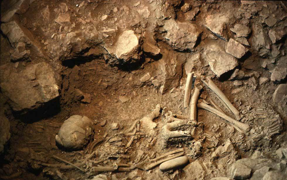 八千年前墓穴出土陪葬狗 骨骸保存超完整专家惊呼独一无二
