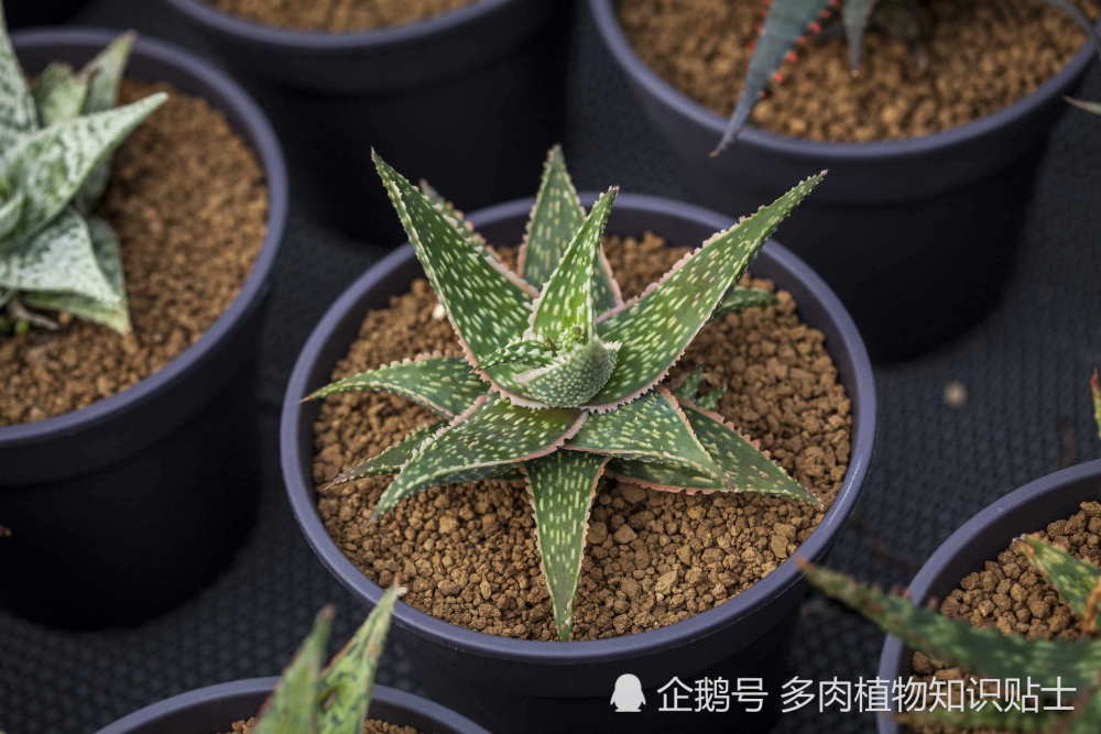 关于多肉植物你需要知道的真相 看完以后你还要养它们吗 腾讯新闻